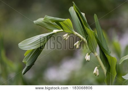 Solomon's seal (Polygonatum multiflorum) plant in flower. Plant in the family Asparagaceae aka David's harp or ladder-to-heaven growing in British woodland