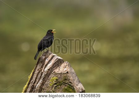 Blackbird (Turdus merula) male singing on tree. Male bird in family Turdidae singing from high position in the evening with beak open and tongue visible