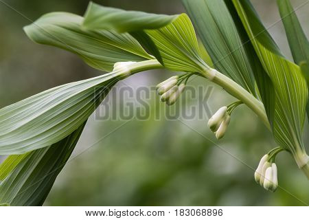 Solomon's seal (Polygonatum multiflorum) flowers. Plant in the family Asparagaceae aka David's harp or ladder-to-heaven growing in British woodland