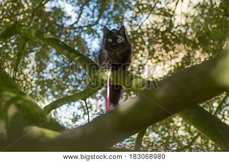 Black long-haired cat on leash climbing tree. Pet cat being taken for exercise on pink lead with bright yellow eyes