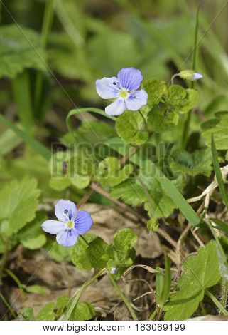Common Field Speedwell