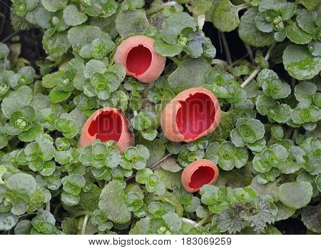 Scarlet Elf Cup Fungi