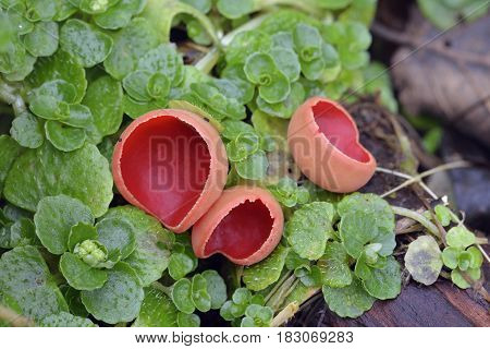 Scarlet Elf Cup Fungi