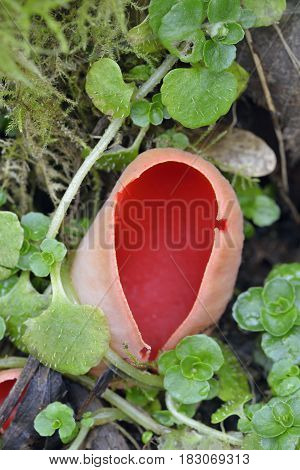 Scarlet Elf Cup Fungi