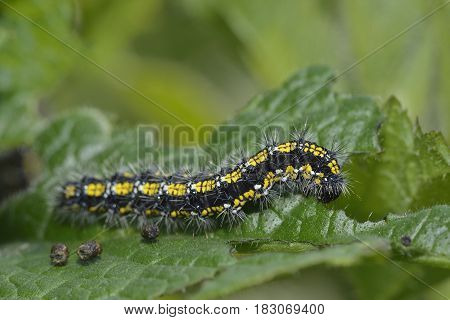 Scarlet Tiger Moth Caterpillar