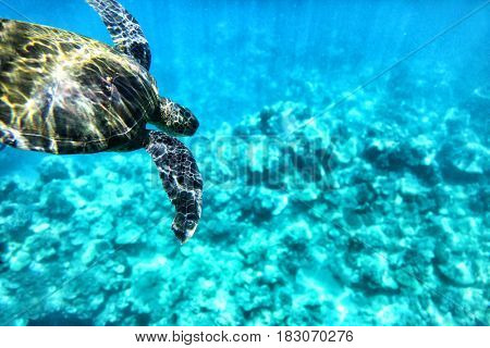 Wild turtle diving in blue ocean waters of Hawaii. Turquoise sea background, natural wildlife.