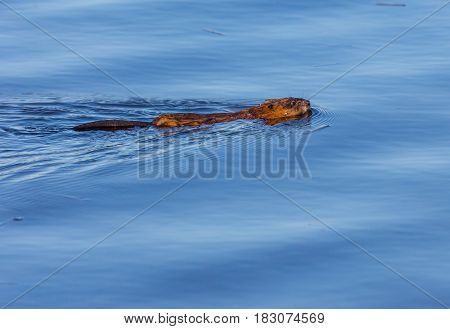 Muskrat (Ondatra zibethicus) swimming in a Wisconsin lake in April
