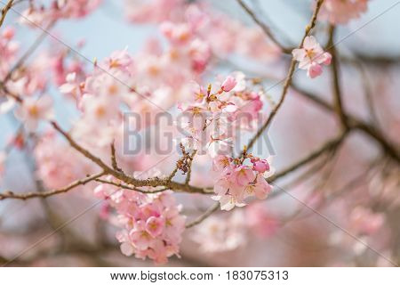 Cherry blossom in april sakura branch over blue sky background South Korea Daejeon