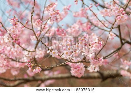 Cherry blossom in april sakura branch over blue sky background South Korea Daejeon