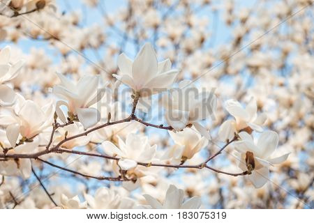 White magnolia blossom in april branch over blue sky background South Korea Daejeon