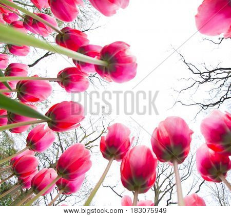 Beautiful view of colored tulips, close-up.