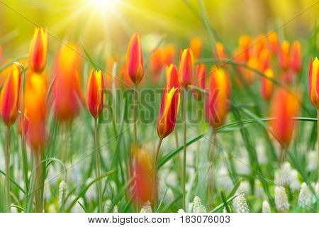 Beautiful view of colored tulips, close-up.