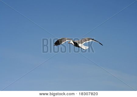 Seagull tijdens de vlucht