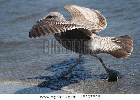Seagull wandelen
