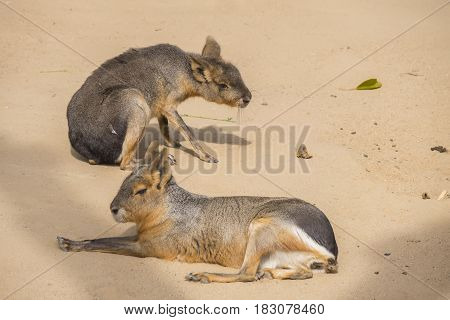 Two Mara resting on the sand Dolichotis patagona