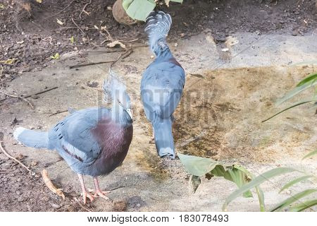 Two Victoria Crowned Pigeon beside a pond, Columbidae