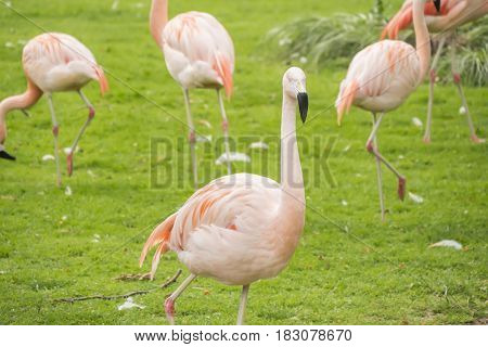 Group of flamingos in a prairie Phoenicopterus chilensis