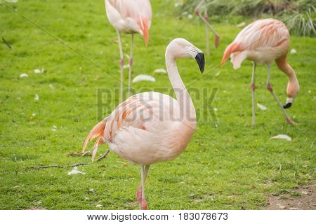 Group of flamingos in a prairie Phoenicopterus chilensis