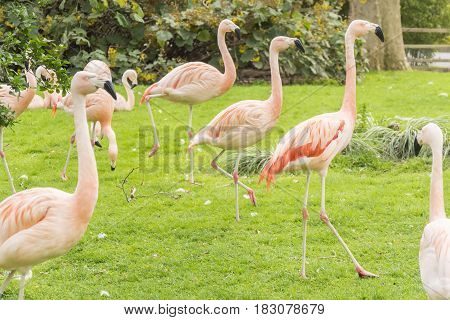 Group of flamingos in a prairie Phoenicopterus chilensis