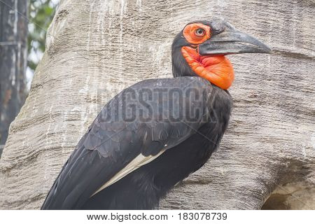 Hornbill southern ground in a tree Bucorvus leadbeateri