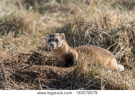 A Black-footed Ferret at a Prairie Dog Burrow