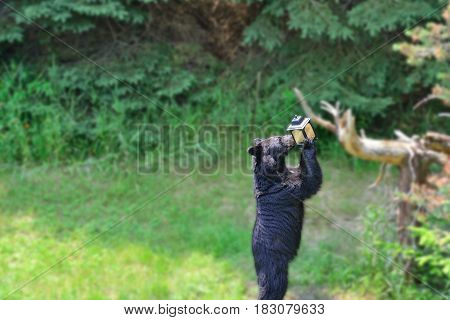 Black bear getting seed out of a bird feeder in a backyard. Gaussian blur filter applied to background so the eye is drawn into what the bear is doing.