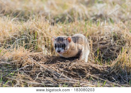 A Black-footed Ferret at a Prairie Dog Burrow