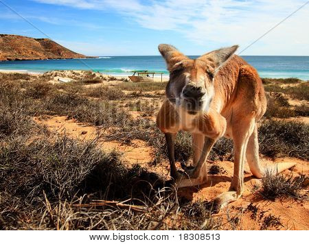 Gidday Roo