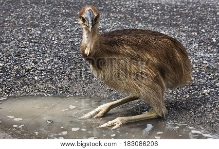 cassowary chick in a puddle of water