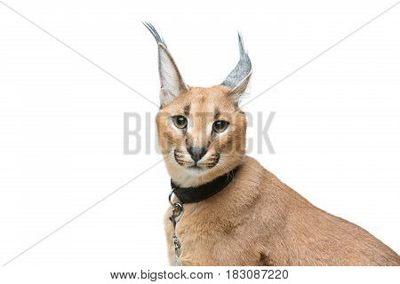 Beautiful caracal lynx 6 months old kitten in leather collar sitting on white background. Isolated. Studio shot. Copy space.