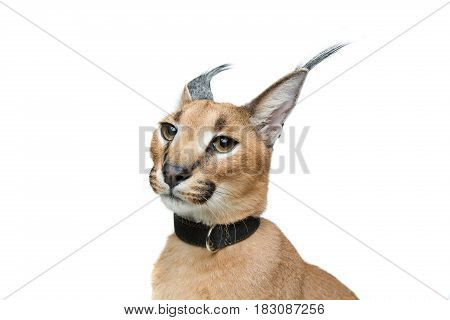 Beautiful caracal lynx 6 months old kitten in leather collar sitting on white background. Isolated. Studio shot. Copy space.