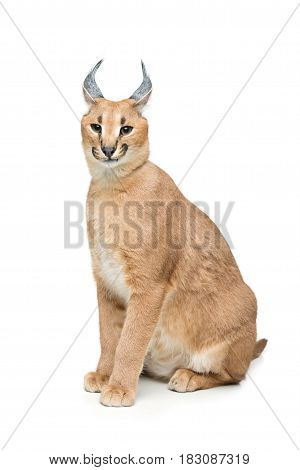Beautiful caracal lynx 6 months old kitten sitting on white background. Isolated. Studio shot. Copy space.