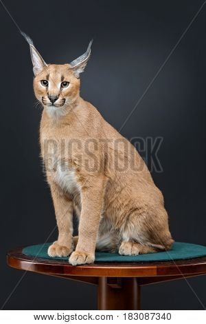 Beautiful caracal lynx 6 months old kitten sitting on table over black background. Studio shot. Copy space.