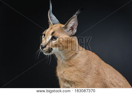 Beautiful caracal lynx 6 months old kitten sitting on black background. Studio shot. Copy space.