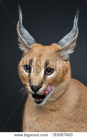 Beautiful caracal lynx 6 months old kitten sitting on black background. Studio shot. Copy space.