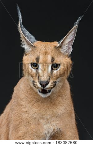 Beautiful caracal lynx 6 months old kitten sitting on black background. Studio shot. Copy space.