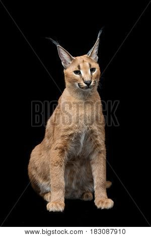 Beautiful caracal lynx 6 months old kitten sitting on black background. Studio shot. Copy space.