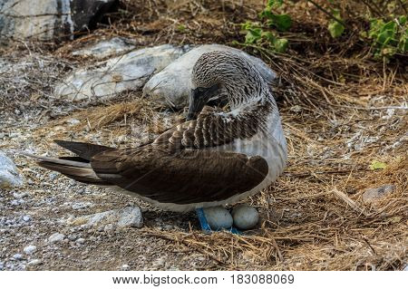 Blue footed booby mother nesting its eggs
