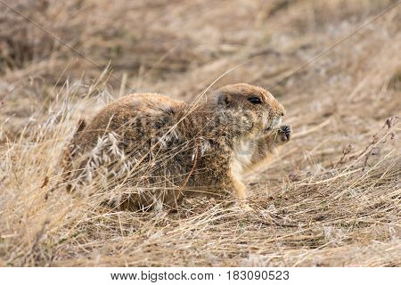 Prairie Dog Shenanigans on a Spring Morning