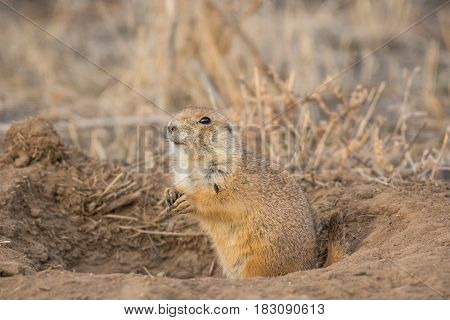 Prairie Dog Shenanigans on a Spring Morning