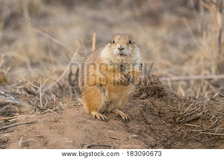 Prairie Dog Shenanigans on a Spring Morning