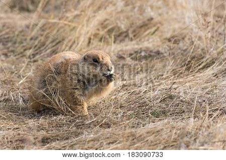 Prairie Dog Shenanigans on a Spring Morning