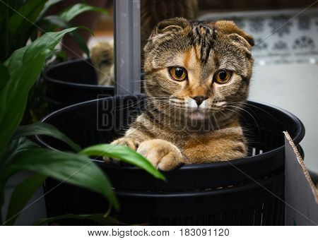 Funny cat sitting and hiding in the trash bin and look. Funny pets background.