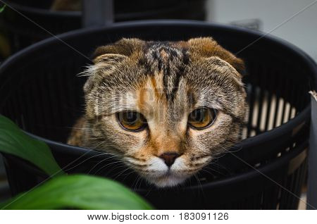Sad cat in trash bin. Cat hiding in recycler bin.Funny pet.