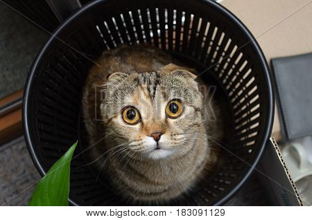 Cat in trash bin. Funny cat hiding in recycler bin. Funny pet .