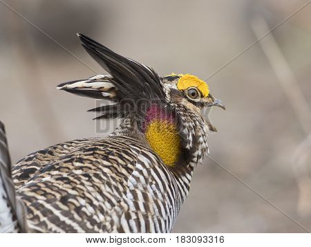 A displaying Greater Prairie Chicken booming and displaying