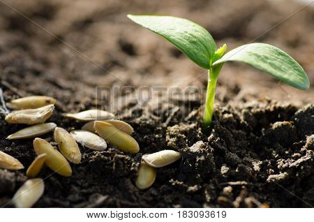 Close up Young plant growing over green background with seed for planting