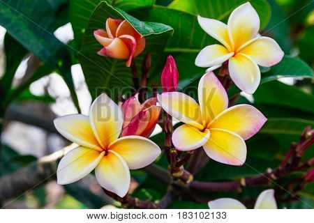 Beautiful frangiapani panicle - Champa Laos flower