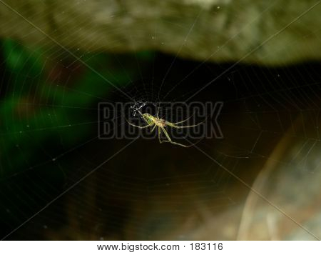 Spider 008