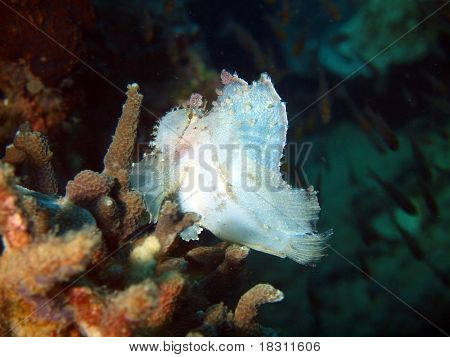 Pesce-rana di una leggera sfumatura